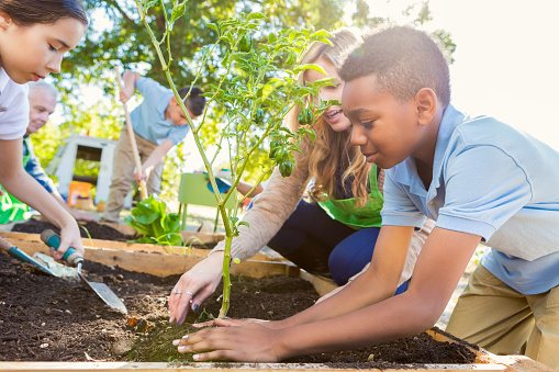 children growing vegetables